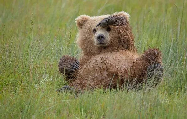 Picture bear, gesture, Who's there?