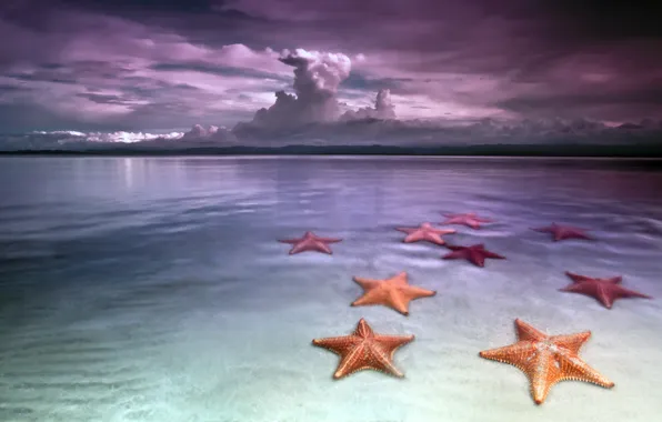 Picture sea, beach, the sky, clouds, shore, starfish