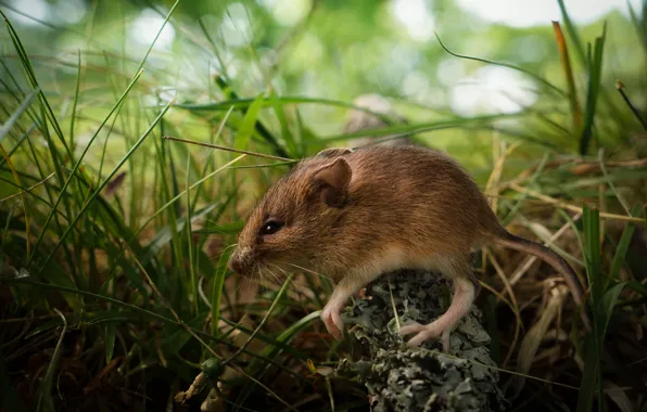 Grass, young, mouse
