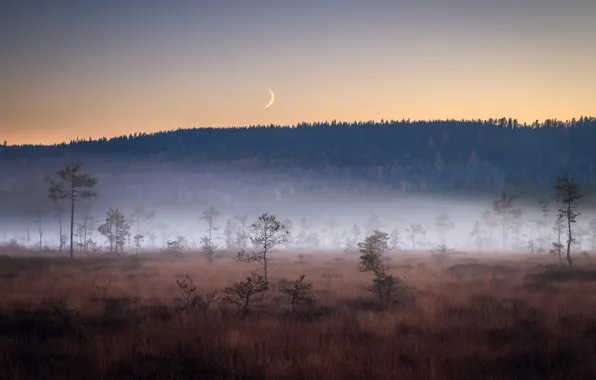 Field, night, fog, the moon