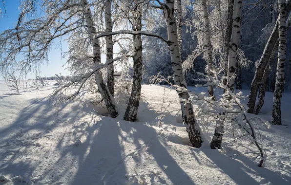 Winter, snow, trees, landscape, nature, shadows, birch