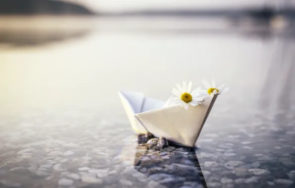 River, chamomile, boat