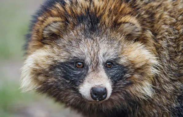 Picture look, face, dog, ©Tambako The Jaguar, raccoon