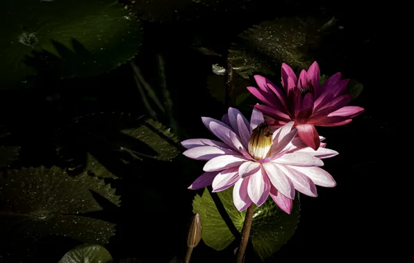 Leaves, water, flowers, pond, the dark background, water lilies, pond, nymphs