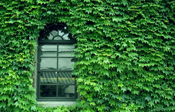 Green, glass, wall, pattern, window