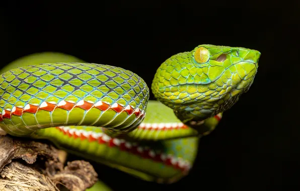 Snake, Python, black background, green