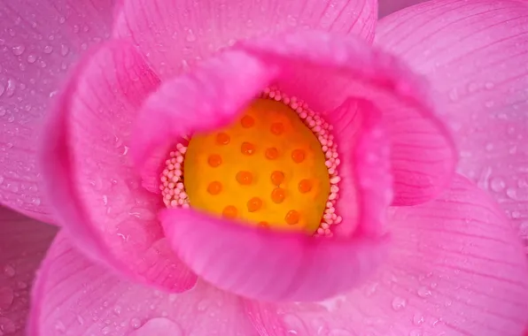Water, drops, flowers, Rosa, petals, Lotus