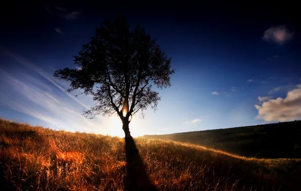 Picture grass, light, tree