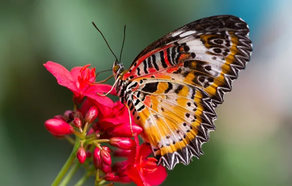 Flower, butterfly, wings, moth, cethosia hypsea