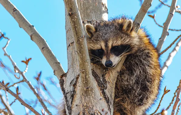 The sky, branches, tree, raccoon, face