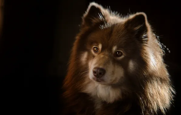 Picture look, face, portrait, dog, the dark background, Finnish lapphund