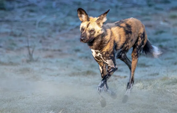 Field, look, nature, pose, running, hyena, blue background