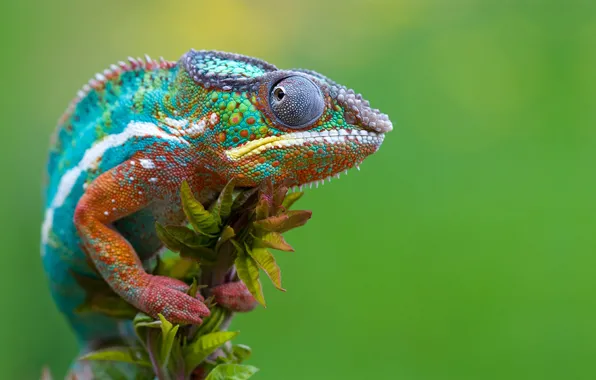 Picture eyes, chameleon, scales