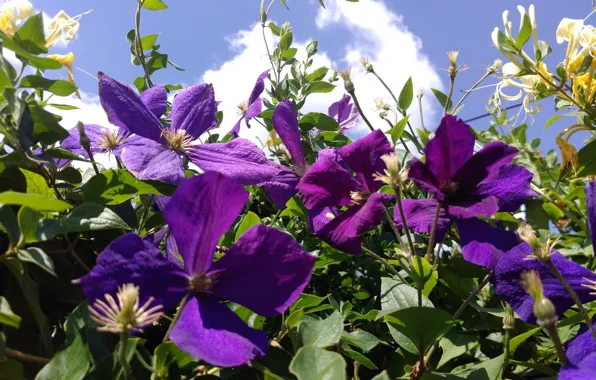 The sky, purple, clematis, Meduzanol ©