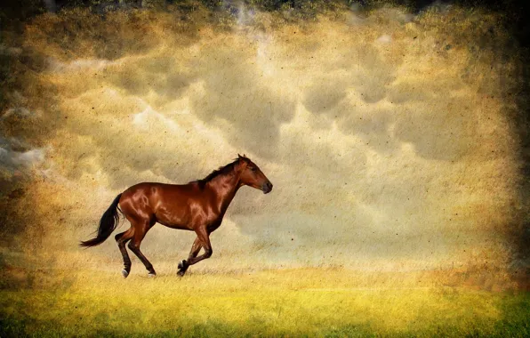 Field, style, background, horse