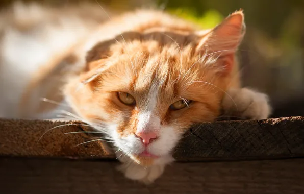 Picture cat, cat, look, face, light, nature, stay, Board