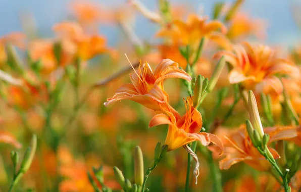 Summer, Lily, orange, flowerbed, bokeh, the daylilies