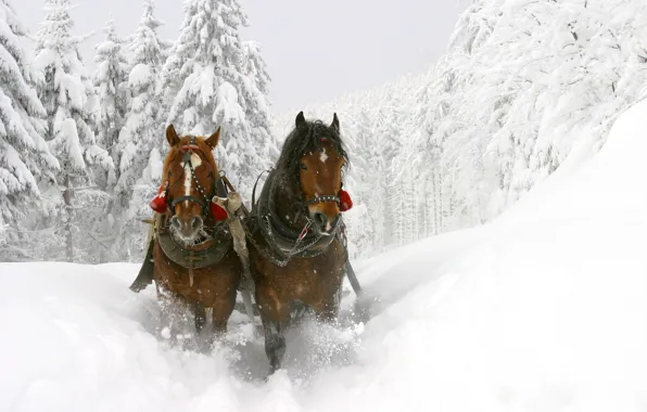 Winter, snow, horses, horse, horses