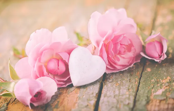 Roses, petals, love, heart, pink, flowers, romantic, roses