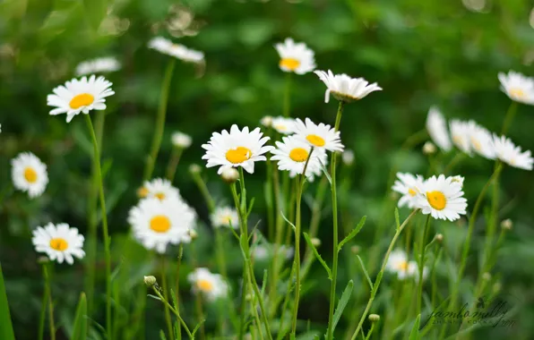 Field, summer, flowers, green, chamomile