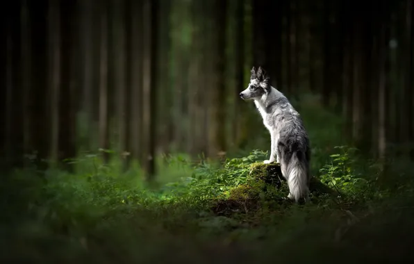 Forest, each, dog