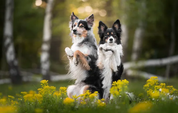Dogs, summer, look, trees, flowers, nature, pose, glade