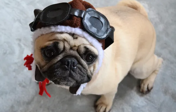 Look, pose, dog, glasses, collar, outfit, pug, helmet