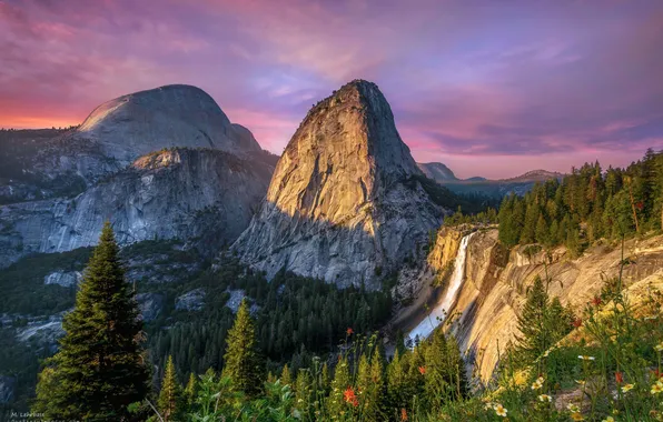 Forest, the sky, the sun, clouds, trees, flowers, mountains, rocks