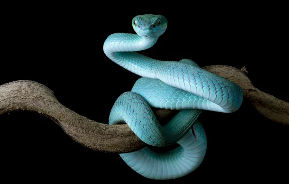 Look, snake, branch, Python, black background, blue