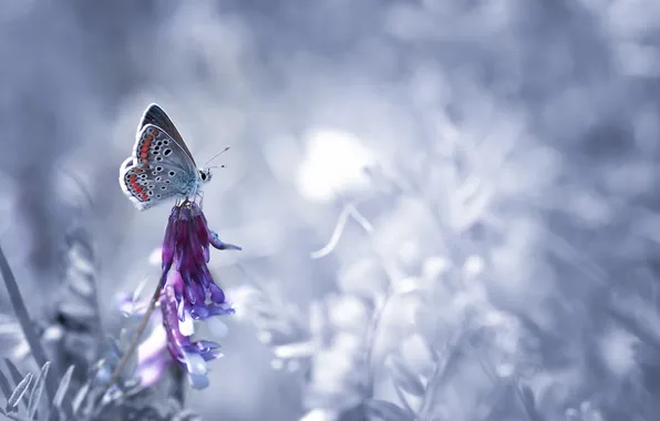 Picture nature, background, butterfly, color