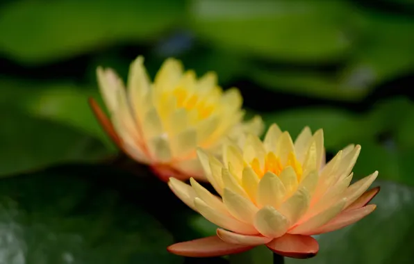 Flowers, lake, green leaves, yellow, Lotus, water Lily