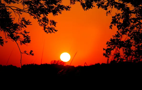 The sky, the sun, trees, sunset, silhouette