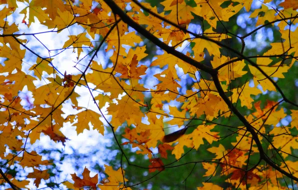 Autumn, the sky, leaves, branches