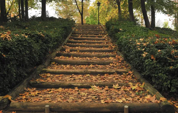 Autumn, leaves, Park, lights, ladder, the bushes