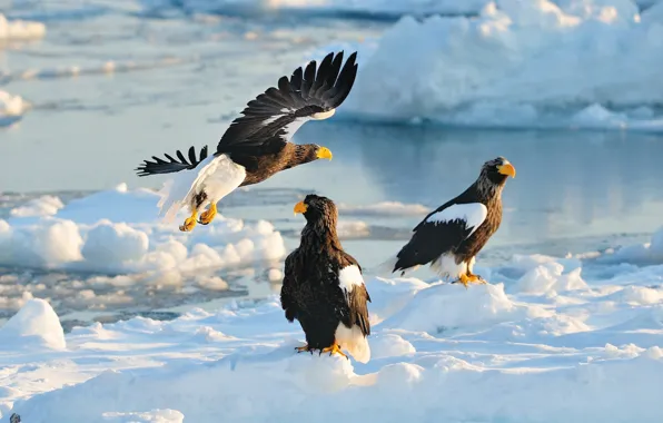Picture winter, snow, birds, predators, Japan, Hokkaido, Japan, hawk