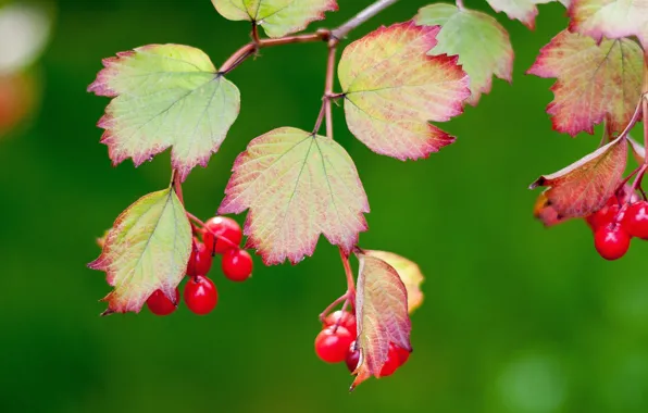 Picture autumn, leaves, berries, Kalina