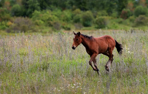Field, grass, nature, horse, horse, walk, chestnut, foal