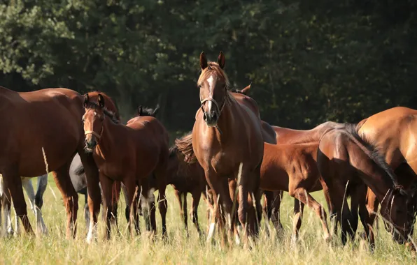 Field, horses, horse, the herd
