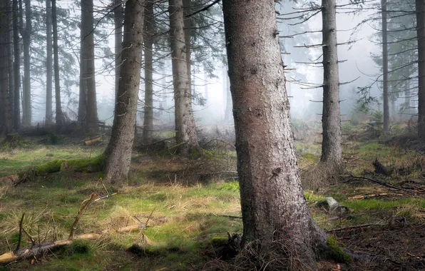 Forest, branches, fog, trunks, pine, Bor, pine