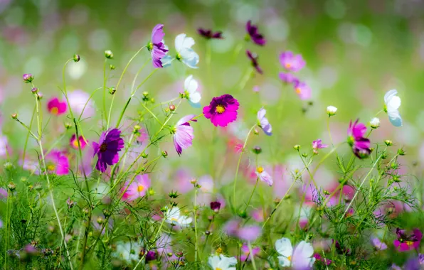 Picture flowers, meadow, kosmeya