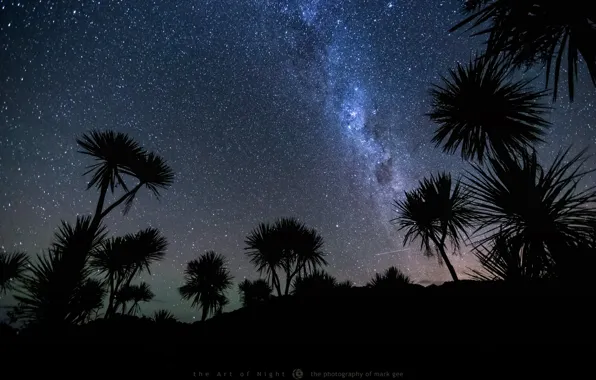 The sky, stars, night, palm trees, meteor, photographer, Mark Gee