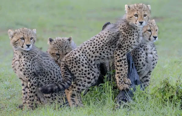 Field, grass, look, nature, Cheetah, poses, cubs, cheetahs