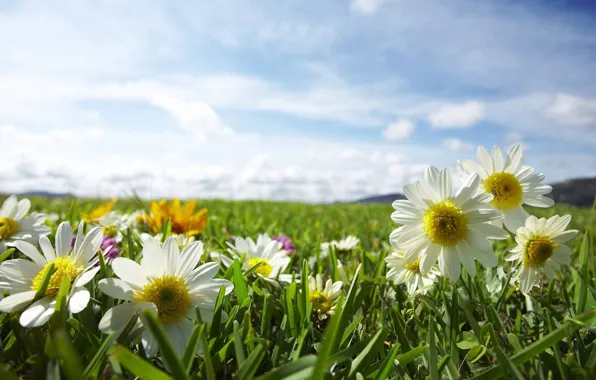Field, the sky, the sun, rays, light, flowers, nature, chamomile