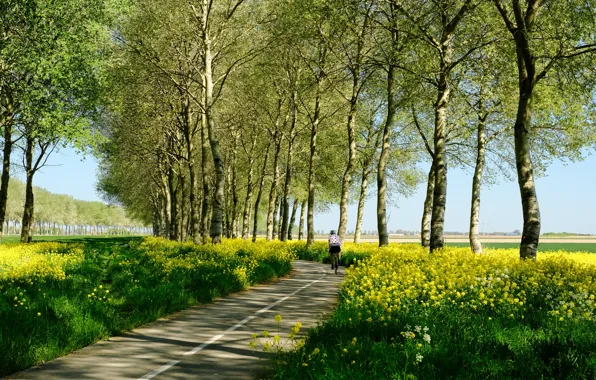 The sky, flowers, Park, yellow, cyclist, rape, rapeseed field