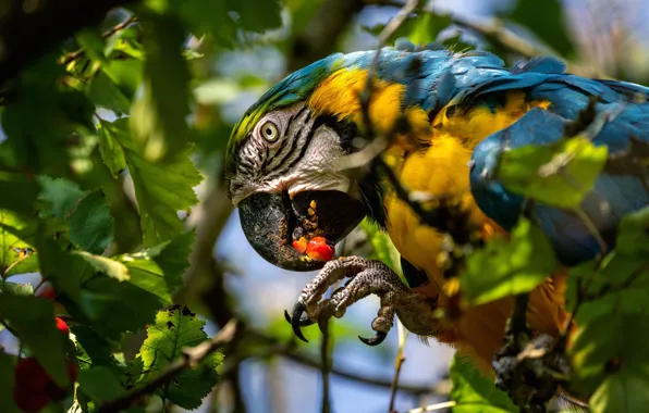 Leaves, bird, parrot, Blue-and-yellow macaw