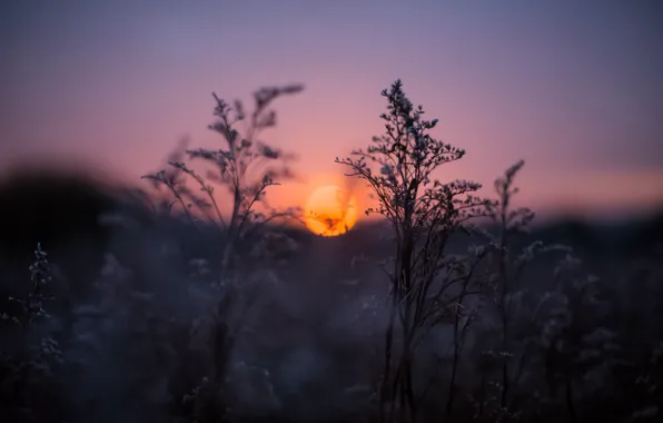 Grass, sunset, twilight