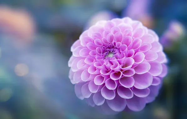 Flower, macro, pink, lilac, Dahlia