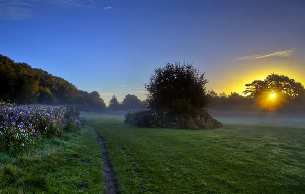 Landscape, nature, fog, morning