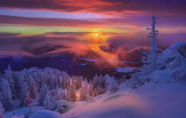 Winter, frost, forest, the sun, clouds, light, snow, sunset