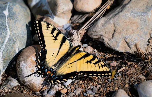 Stones, microsemi, wings, Butterfly, insect, beautiful, closeup